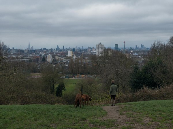 Wat zijn de beste tips voor het kiezen van een kattenras dat bij jouw leven past?