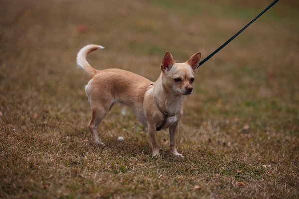 Wat zijn de tekenen dat je hond meer beweging nodig heeft?