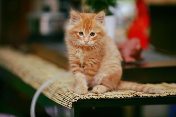 Wat zijn de voordelen van regelmatig naar de dierenarts gaan voor je hond?